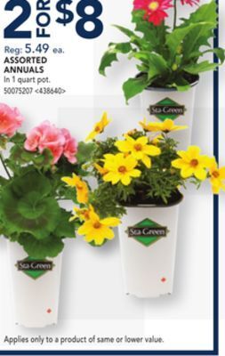 RONA Assorted annuals offer
