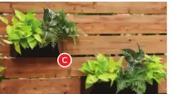 RONA Hoft planter 15 offer