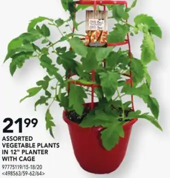 RONA Assorted vegetable plants in 12 planter with cage offer