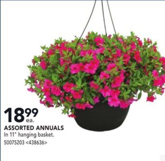 RONA Assorted annuals offer