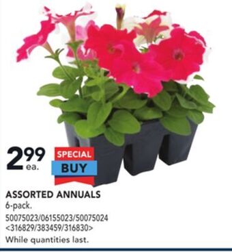 RONA Assorted annuals offer