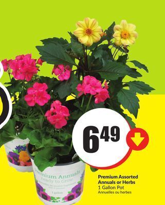 Chalo FreshCo Premium assorted annuals or herbs 1 gallon pot offer