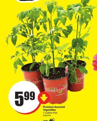 Chalo FreshCo Premium assorted vegetables 1 gallon pot offer