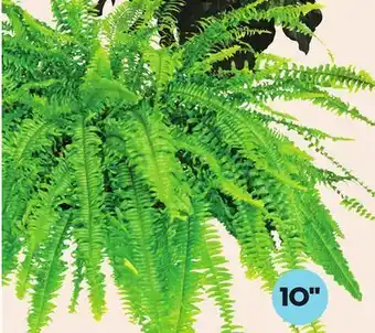 Giant Tiger 10' boston fern offer