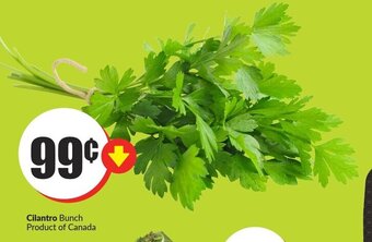 FreshCo Cilantro Bunch offer