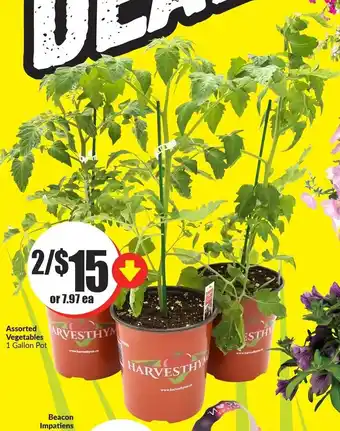 FreshCo Assorted Vegetables 1 Gallon Pot offer