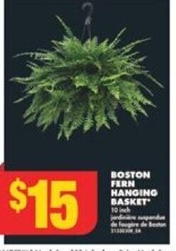 No Frills Boston fern hanging basket offer