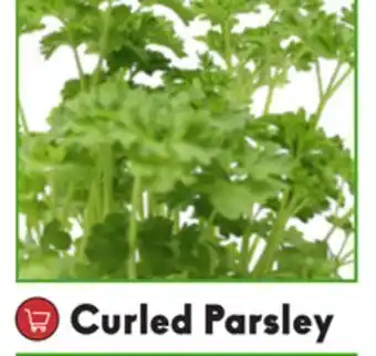 Sheridan Nurseries Herbs, fruits & vegetables curled parsley offer