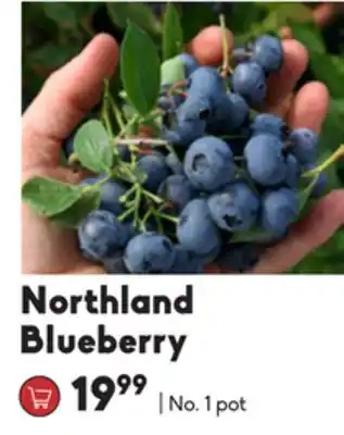 Sheridan Nurseries Northland blueberry offer