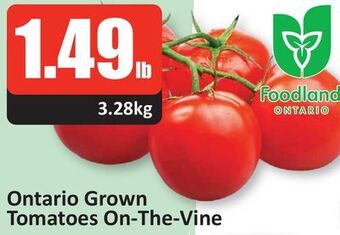 Starsky Ontario grown tomatoes on-the-vine offer