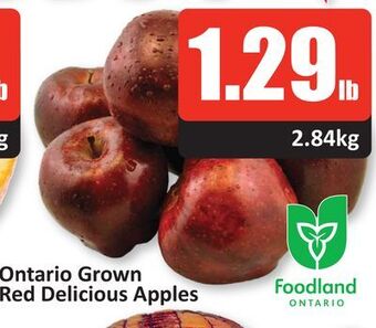 Starsky Red delicious apples offer