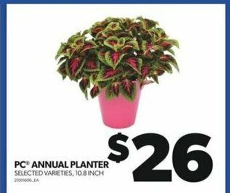Real Canadian Superstore PC ANNUAL PLANTER 10.8 INCH offer