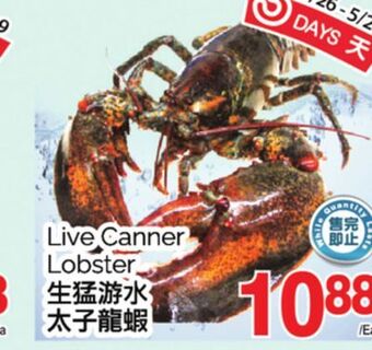 T&T Supermarket Live canner lobster offer