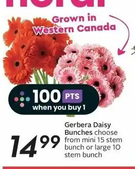 Sobeys Gerbera Daisy Bunches choose from mini 15 stem bunch or large 10 stem bunch offer