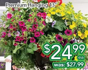 Ample Food Market Premium hanging 13 offer