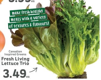 IGA Canadian Inspired Greens Fresh Living Lettuce Trio offer