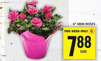 Food Basics 6 mini roses offer