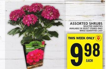 Food Basics Assorted shrubs offer