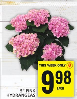 Food Basics 5 pink hydrangeas offer