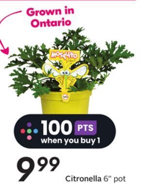 Sobeys Citronella offer