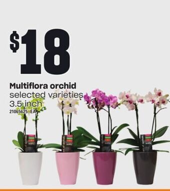 Loblaws Multiflora orchid, 3.5 inch offer
