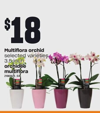 Independent Grocer Multiflora orchid, 3.5 inch offer