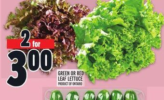 Metro Green or red leaf lettuce offer
