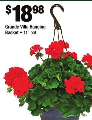 Home Depot Grande villa hanging basket offer