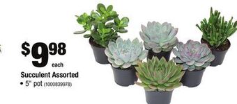 Home Depot Succulent assorted offer
