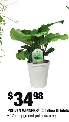 Home Depot Proven winners® calathea orbifolia offer