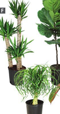 Home Depot Assorted exotic tropical plants offer