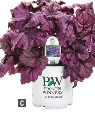 Home Depot Proven winners® dolce wildberry coral bells offer