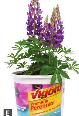 Home Depot Vigoro® perennials lupin offer