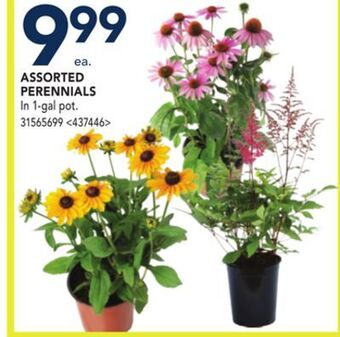 RONA Assorted perennials offer