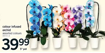 Fortinos Colour infused orchid offer