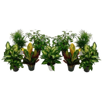 Home Depot Premium tropicals offer