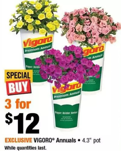 Home Depot Vigoro annuals offer