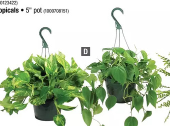 Home Depot Tropical hanging basket offer
