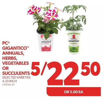 Real Canadian Superstore Pc gigantico annuals, herbs, vegetables or succulents offer