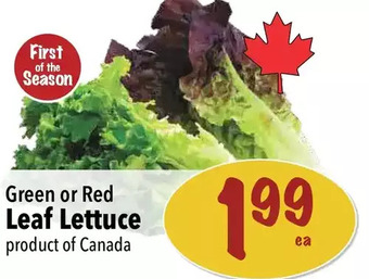 Farm Boy Leaf lettuce offer