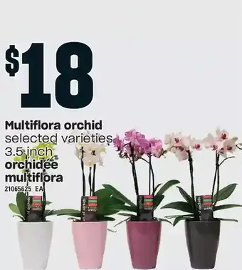 Independent Grocer Multiflora orchid offer
