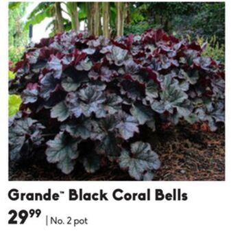 Sheridan Nurseries Grande™ black coral bells offer