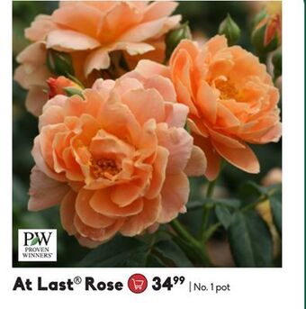 Sheridan Nurseries At last® rose offer