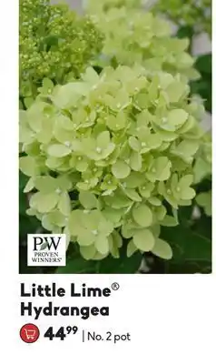 Sheridan Nurseries Little lime® hydrangea offer