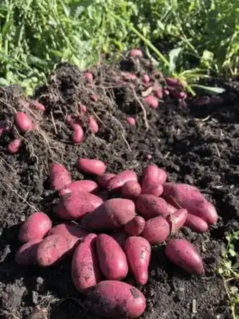 Peavey Mart Rosemarie potato offer