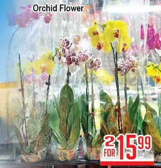 Skyland Foodmart Orchid flower offer