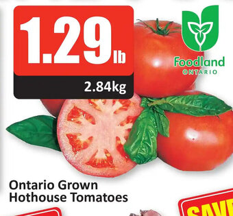 Starsky Ontario Grown Hothouse Tomatoes offer