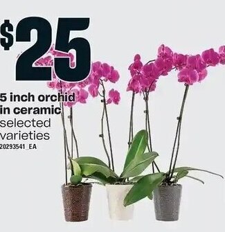 Loblaws 5 inch orchid in ceramic selected. varieties offer