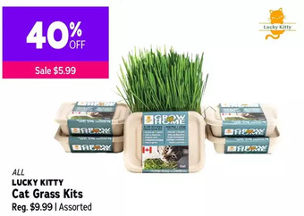 Lucky kitty cat grass kits