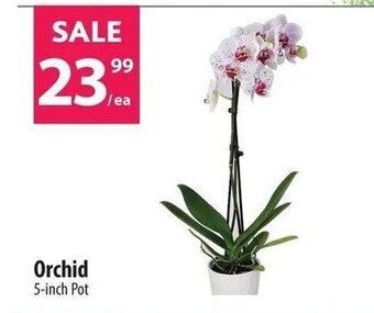 Co-op Orchid 5-inch Pot offer